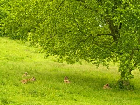 Deer resting scene Stock Photos