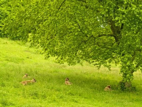 Deer resting scene Stock Photos