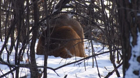 Deer resting in the snow Stock Footage 108412514