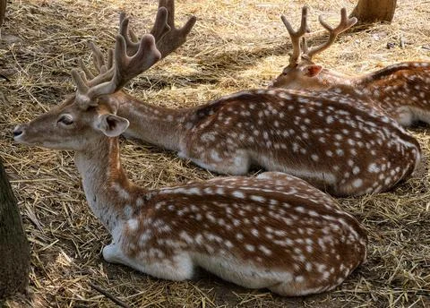 Deer resting on straw in a natural setting with others nearby during daylight Stock-Fotos