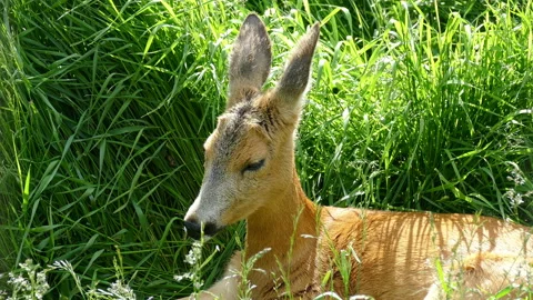 Deer is resting in the tall grass Video stock 118252963