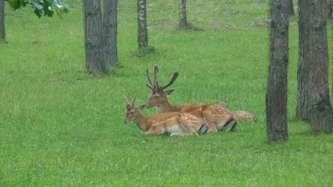 Deer resting under trees in a grassy area in a forest Stock Footage 337814747