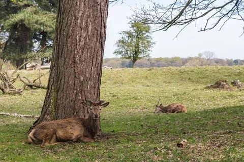 Deer resting under trees Stock Photos