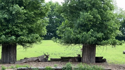 Deer resting under trees in shaded enclosure at Wroclaw Zoo during summer day Stock Footage 310796958