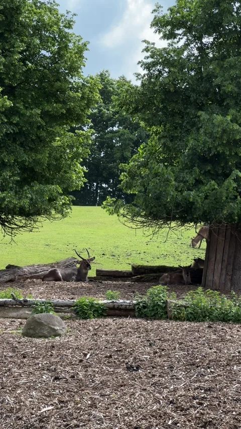 Deer resting under trees in shaded enclosure at Wroclaw Zoo during summer day Stock Footage 310796966