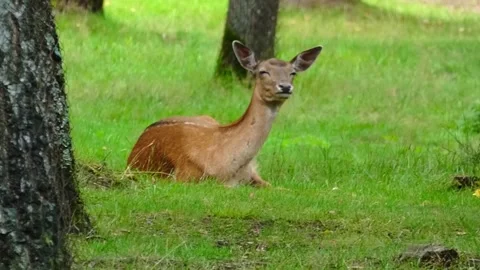 Deer rests on grass while enjoying the surroundings in a forest Stock Footage 337813873