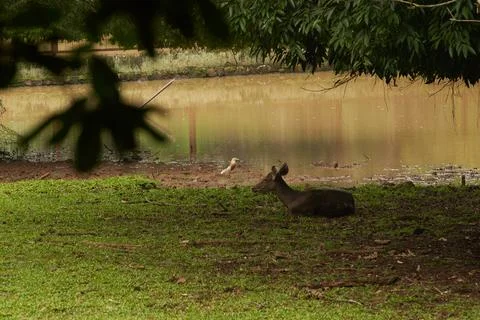 A deer rests peacefully Stock Photos