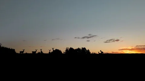 Deer on the ridge at dusk Stock-Footage 119099465