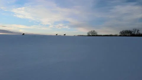 Deer on the Ridge Stock Footage 169053728
