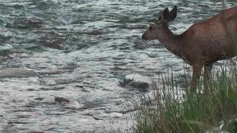 Deer on a river Stock Footage 310491095
