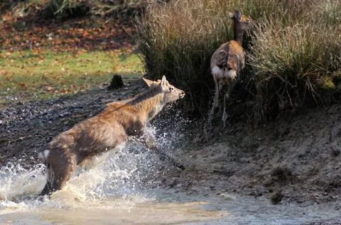 Deer in river Stock Photos