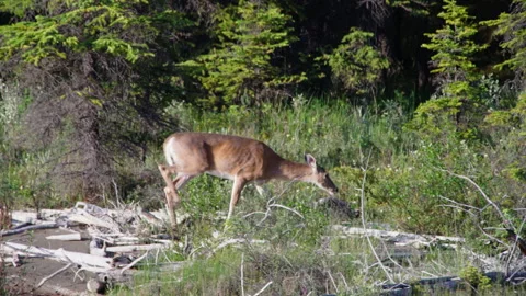 Deer by a river side as the sun sets into evening Video stock 205573745