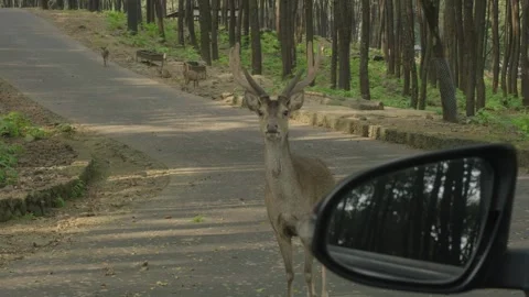 Deer on road  Stock Footage 245836402