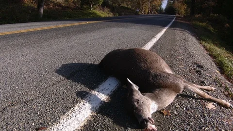 Deer road kill 3 Stock Footage 116906789