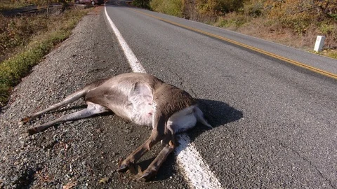 Deer road kill 4 Stock Footage 116906867
