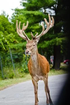 Deer on the road. Stockfoto's