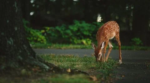 Deer On the Road Stock Photos