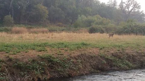 Deer roaming on a fall day Stock Photos