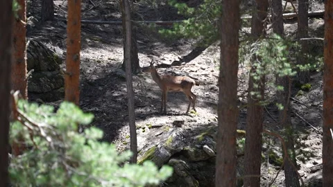 Deer roaming the forest farm Stock Footage 293992070