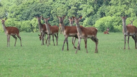 Deer roaming free Video stock 132705107
