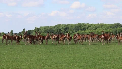 Deer roaming free Video stock 132705207
