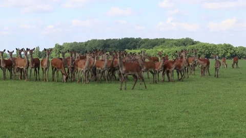 Deer roaming free Video stock 132705214