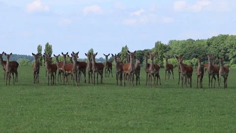 Deer roaming free Video stock 132705219