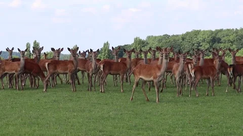 Deer roaming free Video stock 132705220