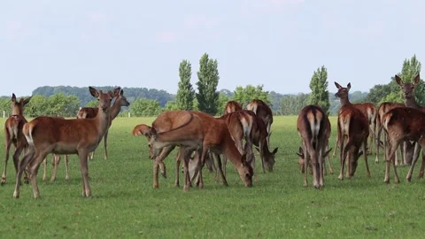 Deer roaming free Video stock 132705248