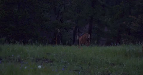 Deer roaming in the mountains at dusk. Video stock 162699004
