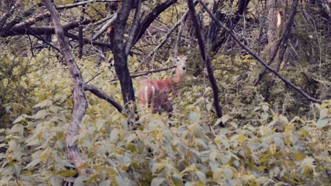 Deer Roaming the Woods Stock Footage 210762812
