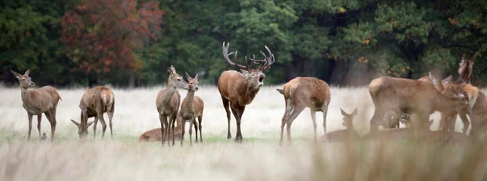 Deer Roar Stock Photos