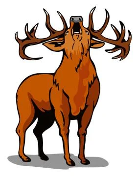 Deer roaring Stock-Illustration