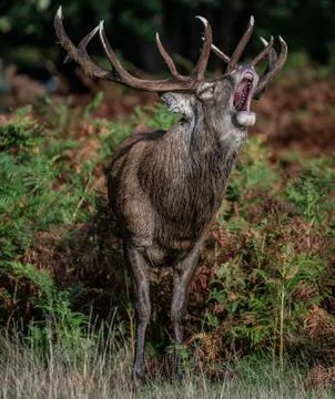 Deer Roaring Stock Photos