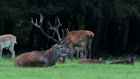 A deer roars in rut video Stock-Footage 250565960
