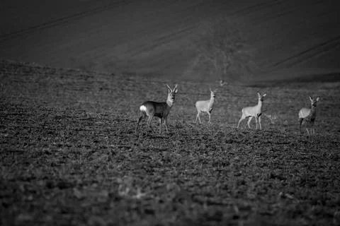 Deer with roe deer in the field Stock Photos