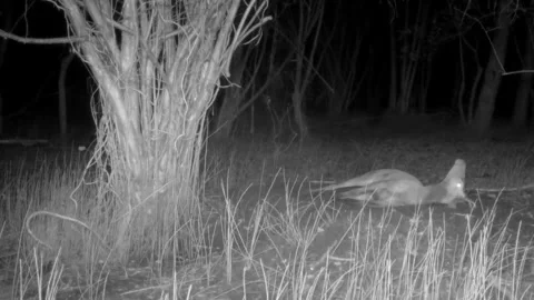 Deer rolls in the woods at night Stock Footage 267592436