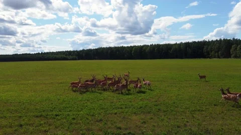 Deer run across the field, background of the forest and clouds, shot by drone Stock Footage 158656359