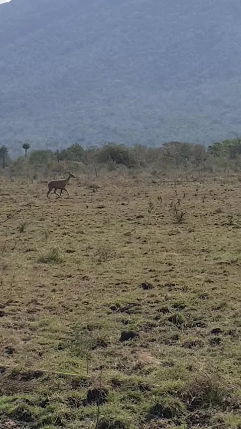 Deer run alone Stock Footage 220043703