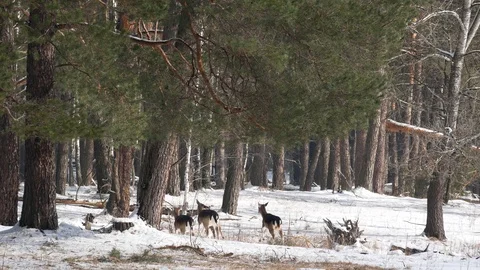 Deer run and hide in the thickets of the forest in winter. Stock Footage 106464275