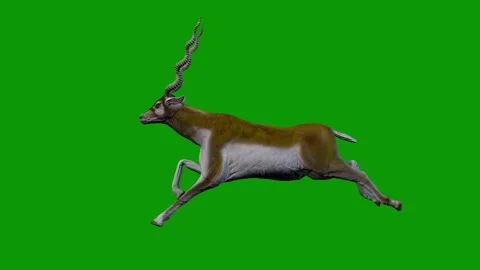 Deer Run Fast Left Side On Green Screen-3D Rendering Animation Wildlife Animal Stock Footage 313888368