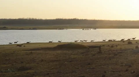 Deer Run Stock Footage 36791929