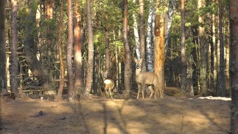 Deer run in the forest. Running deer. Attentive wild animal in nature. Stock Footage 123967687
