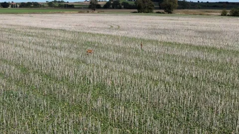 Deer run through a mowed field, jumping between rows of plants. Filmed in s.. Stock Footage 286812438