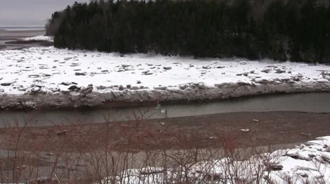 Deer Run Through Tidal River and into the Woods in Nova Scotia Stock Footage 36697560