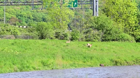 Deer runing in grass next to a freeway Stock Footage 310175958