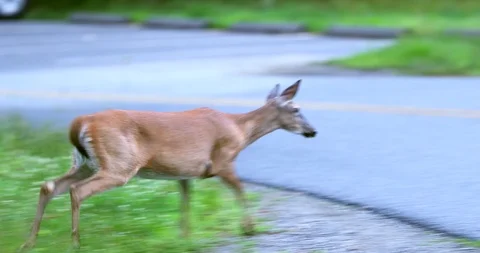 Deer running across the road between the fields. Video stock 91773911