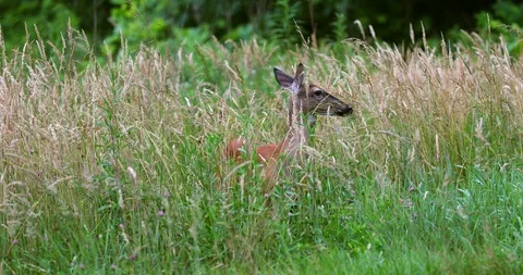 Deer running across the road between the fields. Vidéo 91775236