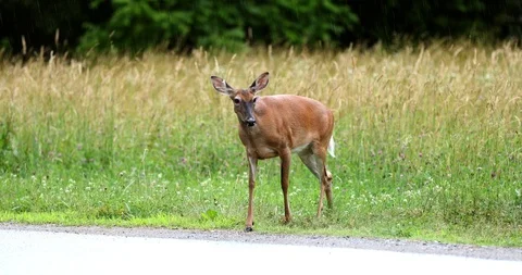 Deer running across the road between the fields. Stock-Footage 91775370