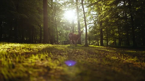 Deer Running And Looking At Camera In Sunlit Forest Stock-Footage 156850813